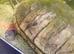 ADULT MUSK TURTLE