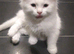 White British longhair kittens 13 weeks old