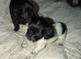 2 beautiful puppies