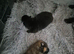 Pomeranian puppies