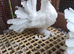 Indian fantails in wembley looking for new home