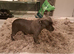 KC registered blue staffy
