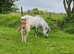 Bay Mushroom Dun Mini Colt