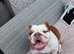 Female english bulldog