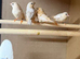 Triple orange zebra finches