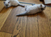 Ragdoll Kittens