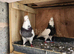 Iranian pigeons