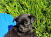 Pomapug puppies