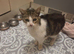 3 year old female cat looking for loving home.