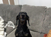 Lovely 3 year old boy needs rehoming