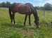 17.1hh Happy Hacker Gelding