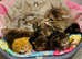 Beautiful TICA Registered Kittens