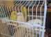 Baby budgies for sale