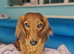 Small Standard Long-Haired Dachshund Puppies