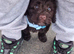 6 month cockapoo male need new home asap