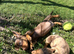 Mini dachshund puppies for sale PR clear