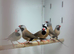 Hack finches