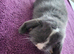 Beautiful Mini lop looking good a home .