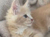 Adult and you do Mainecoon's