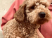 Two Stunning DNA hereditary clear RED Cavapoo female puppies 7 months old