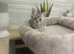 Bsh female kitten