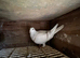 Racing pigeons for sale