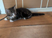 2 female and 2 male kittens