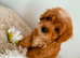 Beautiful Puppies Looking for Loving Homes