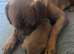 Dogue de Bordeaux for sale