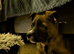 Belgian Malinois x Border Collie