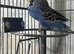 Young budgie for sale