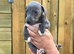 Italian x whippet