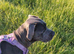 Luna - great Dane/cane corso
