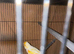 Canary