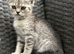 British short hair X Scottish fold