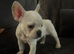 Beautiful French bulldog puppies