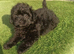 Beautiful pomapoo puppies