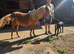 Stunning shetland filly