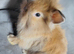 Pure bred double maned lionhead babies