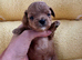 True Teacup Asian Maltipoo Puppies DNA Clear