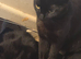 I have 1 black kitten male