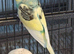 Young Indoor-Raised Budgies perfect pets Cheshire