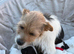 2 beautiful girl jack Russell pups