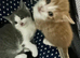 TABBY TUXEDO KITTENS FOR SALE