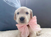 Old English Cream Golden Retriever Puppies