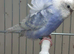 Budgies