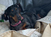 Dacshund bitch