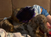 Dapple miniature dachshund female