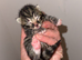 Two beautiful male tabby kittens