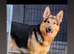 Gorgeous German shepherd pups